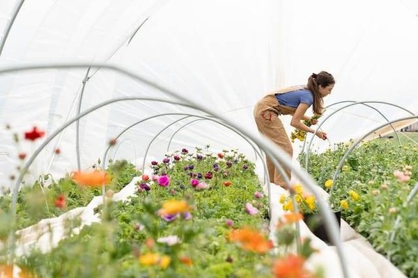Les plantes, les fleurs et les arbres à privilégier ou à éviter dans son jardin